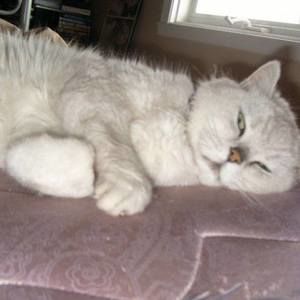 Meet your Posher, Shelly